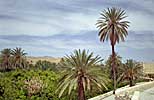 Gafsa : l'oasis, outre les palmiers est plantée d'abricotiers, manguiers, vignes et pistachiers...